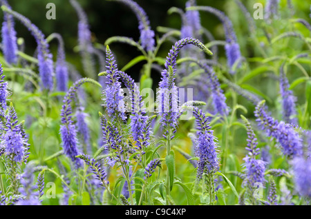 Longleaf speedwell (pseudolysimachion longifolium Syn. Veronica longifolia) Stockfoto