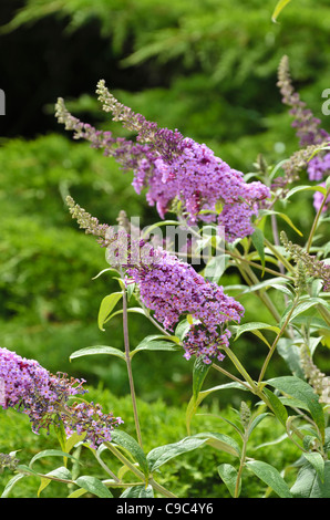 Gemeinsame butterfly Bush (Buddleja davidii 'nanho Purple') Stockfoto