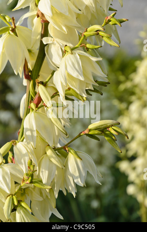 Spoonleaf Yucca (Yucca Filamentosa) Stockfoto