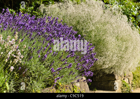 Lavendel (Lavandula angustifolia 'Hidcote Blue') und Baby's Atem (Gypsophila paniculata chneeflocke') Stockfoto