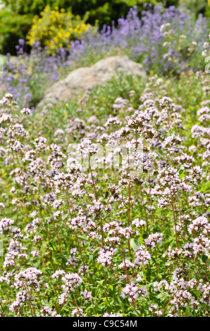 Griechischer Oregano (Origanum vulgare) Stockfoto