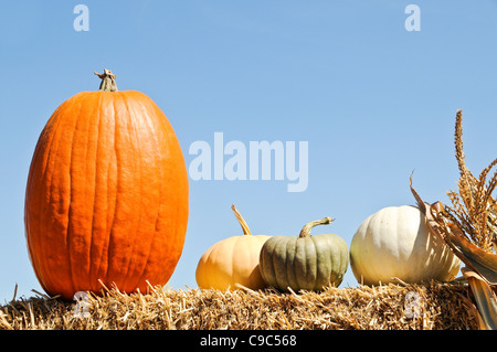 Pumpkin Patch. Stockfoto