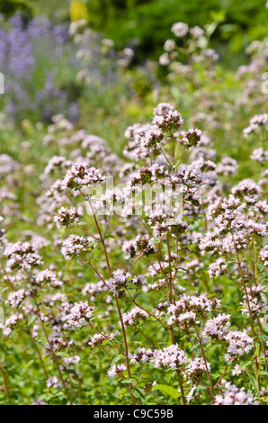 Griechischer Oregano (Origanum vulgare) Stockfoto