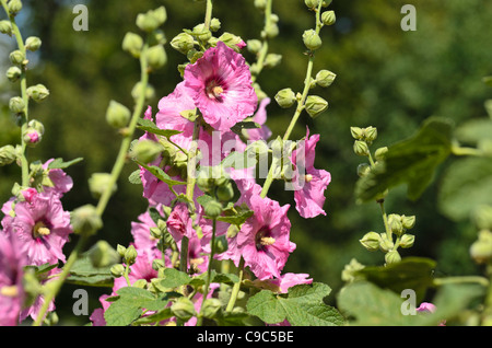 Gemeinsame Malve (Alcea rosea) Stockfoto