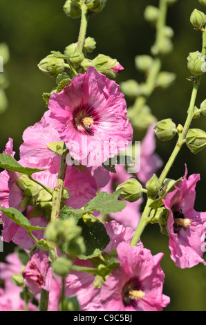 Gemeinsame Malve (Alcea rosea) Stockfoto