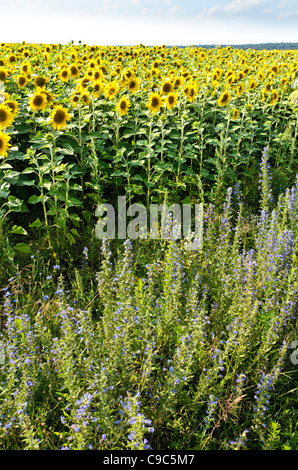 Gemeinsame Sonnenblume (Helianthus annuus) und der Viper bugloss (echium vulgare) Stockfoto