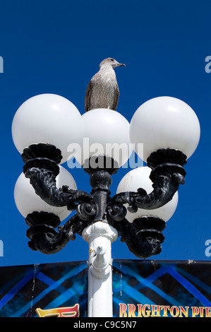 Möwe thront auf der Lampe Pfosten am Pier von Brighton, England Stockfoto