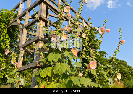 Gemeinsame Malve (Alcea rosea) auf einem Garten Pavillon Stockfoto