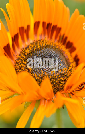 Cape Daisy (arctotis fastuosa) Stockfoto