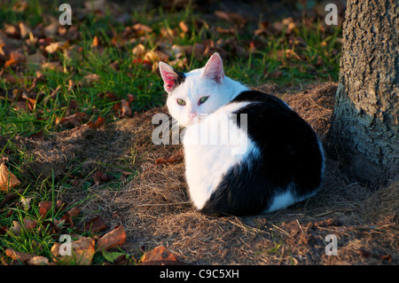 Katze auf einem Bauernhof in der Abendsonne unter einem Baum ausruhen. Stockfoto