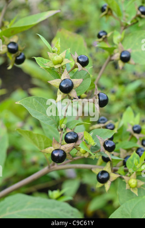 Tollkirsche (atropa Bella-donna) Stockfoto