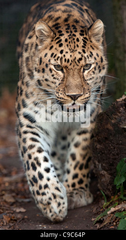 Männliche Amur Leoparden zu Fuß in Richtung Kamera Stockfoto