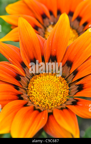 Schatz Blume (gazania Rigens) Stockfoto