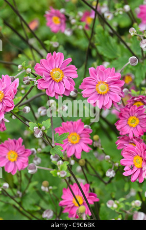 Japanische Anemone (Anemone Hupehensis var. Japonica 'Pamina') Stockfoto