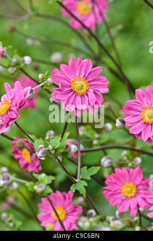 Japanische Anemone (Anemone Hupehensis var. Japonica 'Pamina') Stockfoto