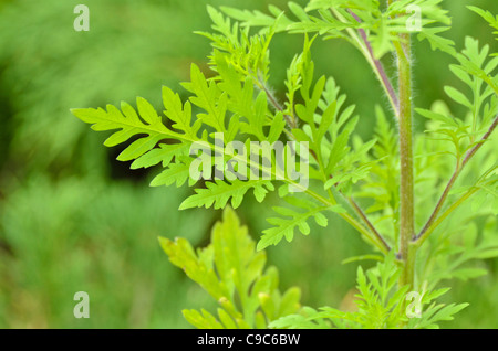 Gemeinsame ragweed (ambrosia Artemisiifolia) Stockfoto