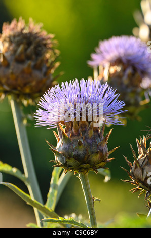 Artischocke (Cynara Cardunculus syn. Cynara Scolymus) Stockfoto