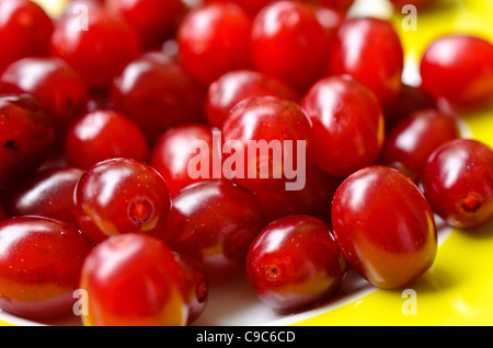 Carneol Kirsche (Cornus Mas) Stockfoto