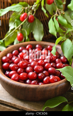 Carneol Kirsche (Cornus Mas) Stockfoto