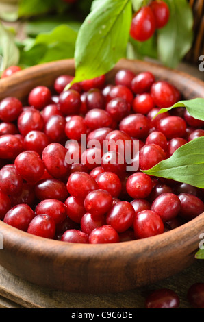 Carneol Kirsche (Cornus Mas) Stockfoto