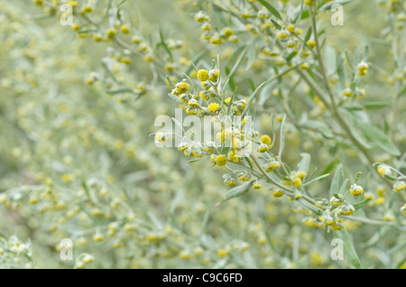 Grand Wermut (Artemisia Absinthium) Stockfoto