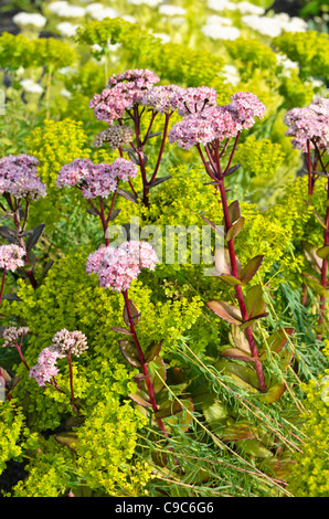 Orpine (Sedum telephium 'Matrona' syn. hylotelephium telephium 'Matrona') und der seguier Wolfsmilch (Euphorbia seguieriana) Stockfoto