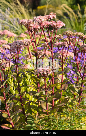 Orpine (Sedum telephium 'Matrona' syn. hylotelephium telephium 'Matrona') Stockfoto