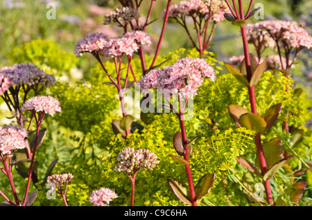 Orpine (Sedum telephium 'Matrona' syn. hylotelephium telephium 'Matrona') und der seguier Wolfsmilch (Euphorbia seguieriana) Stockfoto