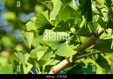 Ginkgo (Ginkgo Biloba) Stockfoto