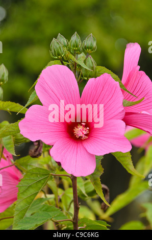 Sumpf rosemallow (Hibiscus moscheutos Chatelaine'') Stockfoto