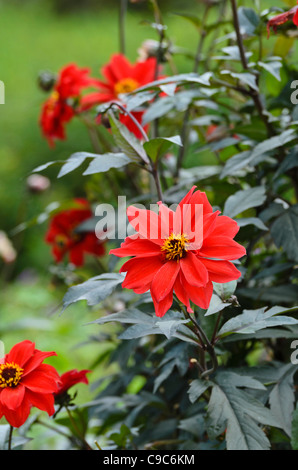 Dahlie (Dahlia Bischof von Llandaff) Stockfoto