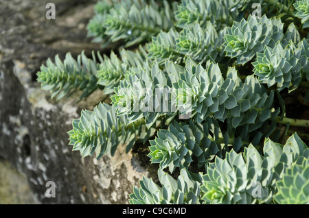 Blau - Wolfsmilch (Euphorbia myrsinites) Stockfoto