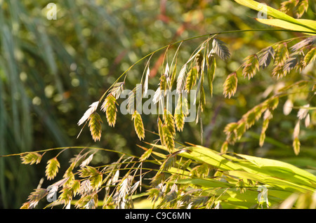 Bambus Gras (Chasmanthium latifolium Syn. uniola Latifolia) Stockfoto