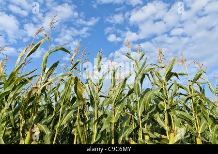 Mais (Zea mays) Stockfoto