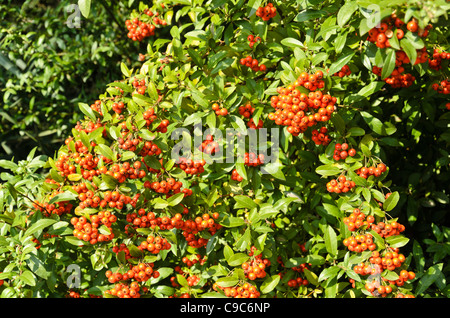 Scarlet firethorn (holzbär coccinea) Stockfoto