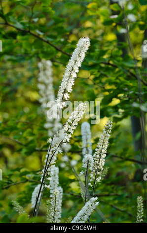 Bugbane (cimicifuga Simplex syn. actaea Simplex) Stockfoto