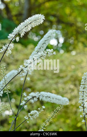 Bugbane (cimicifuga Simplex syn. actaea Simplex) Stockfoto