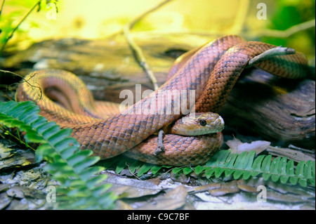 Lowry Park Zoo St. Petersburg Florida rot oder Everglades Rattenschlange Stockfoto