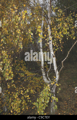 Silver Birch mit Blättern, drehen, gelb im Herbst Betula Pendel Stockfoto