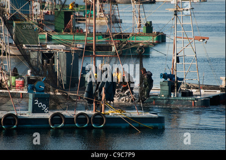 Fischer auf eine Reefnet Lachs Angeln Boot schleppen eine Netze voller pazifischen Wildlachs in das Leben zu halten, für einen qualitativ hochwertigen Fang. Stockfoto