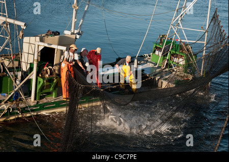 Fischer auf eine Reefnet Lachs Angeln Boot schleppen eine Netze voller pazifischen Wildlachs in das Leben zu halten, für einen qualitativ hochwertigen Fang. Stockfoto