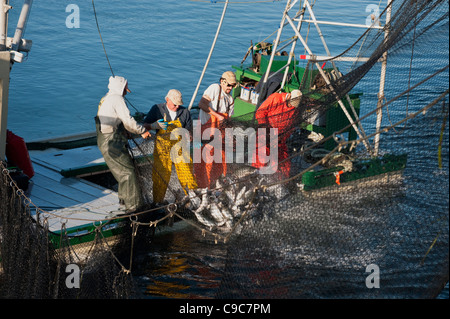 Fischer auf eine Reefnet Lachs Angeln Boot schleppen eine Netze voller pazifischen Wildlachs in das Leben zu halten, für einen qualitativ hochwertigen Fang. Stockfoto