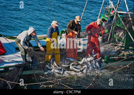 Fischer auf eine Reefnet Lachs Angeln Boot schleppen eine Netze voller pazifischen Wildlachs in das Leben zu halten, für einen qualitativ hochwertigen Fang. Stockfoto