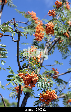 Ebereschenbeere mit Blätter auf Himmelshintergrund, september Stockfoto