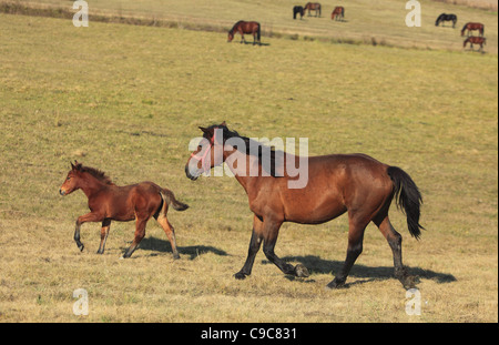 Stute und ihr Fohlen Trab kostenlos in ein Herbst-Feld. (Die Rasse ist "Rumänischen Licht Heavy-Weight"). Stockfoto