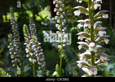 Fitzroy Gardens Bereich leuchtendes Beispiel für die schönen Grünflächen strategily um Melbourne CBD-Bereich gelegt. Stockfoto