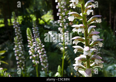 Fitzroy Gardens Bereich leuchtendes Beispiel für die schönen Grünflächen strategily um Melbourne CBD-Bereich gelegt. Stockfoto