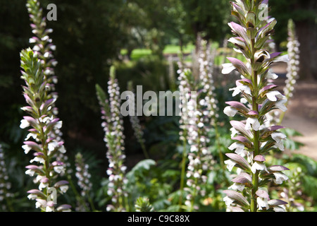 Fitzroy Gardens Bereich leuchtendes Beispiel für die schönen Grünflächen strategily um Melbourne CBD-Bereich gelegt. Stockfoto