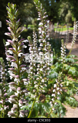 Fitzroy Gardens Bereich leuchtendes Beispiel für die schönen Grünflächen strategily um Melbourne CBD-Bereich gelegt. Stockfoto