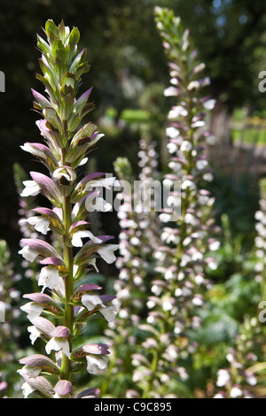 Fitzroy Gardens Bereich leuchtendes Beispiel für die schönen Grünflächen strategily um Melbourne CBD-Bereich gelegt. Stockfoto